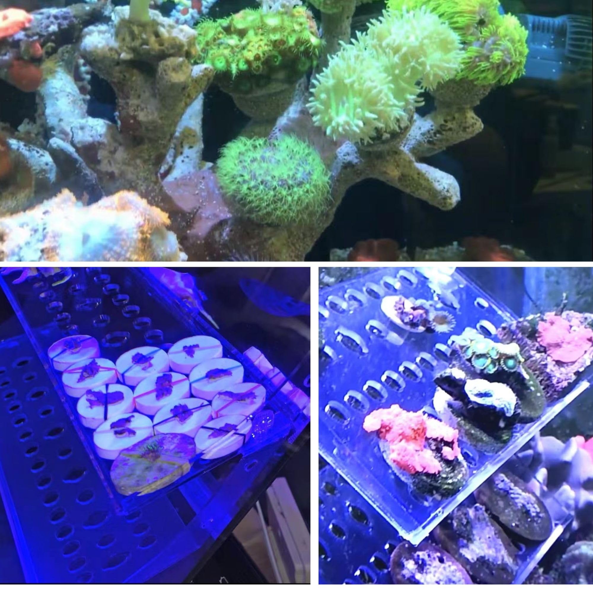 Coral Frag Plugs 70 Stück Keramik Coralline Frag Plug Runde Basis