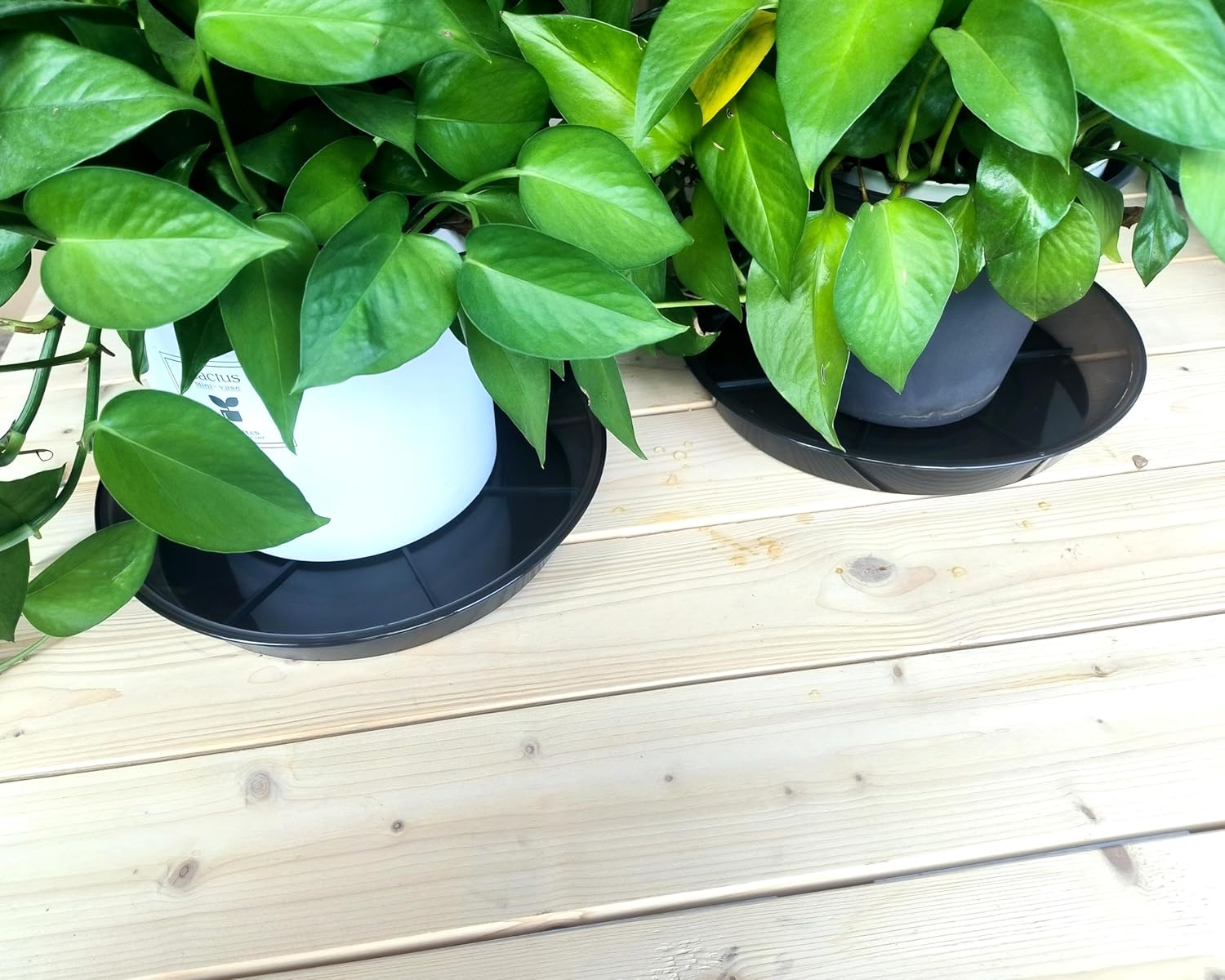 Plant Saucer 12 Inch 6 Pack, Plant Trays for Pots Heavy Duty Round Plastic Plant Saucers for Indoors Outdoors, Flower Pot Drip Trays, Clear Black Flower Plant Pot Saucer, Plant Pot Tray - Image 4