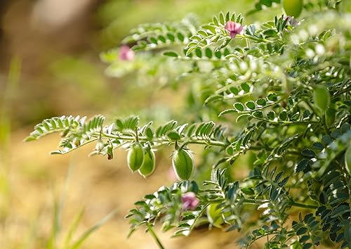 Miniatura 8 de Food to Live Harina de garbanzos orgánica sin gluten, 2 libras sin OMG, garbanzos secos finamente molidos, vegano, kosher, a granel. Alto en folato,