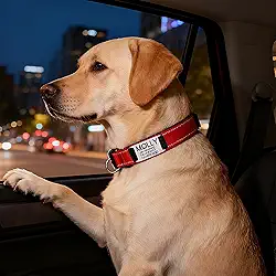 Coleira de cachorro personalizada gravada vermelha