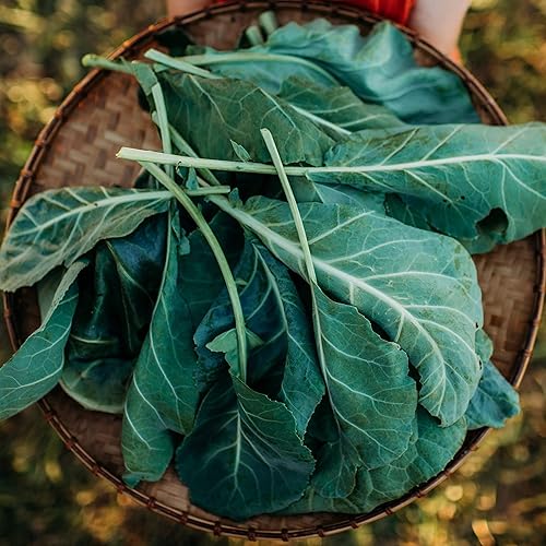 Miniatura 2 de Vates Collard Greens - 100 semillas - Variedad tradicional y polinizada abierta, cultiva tus propias verduras de hojas, semillas de vegetales sin