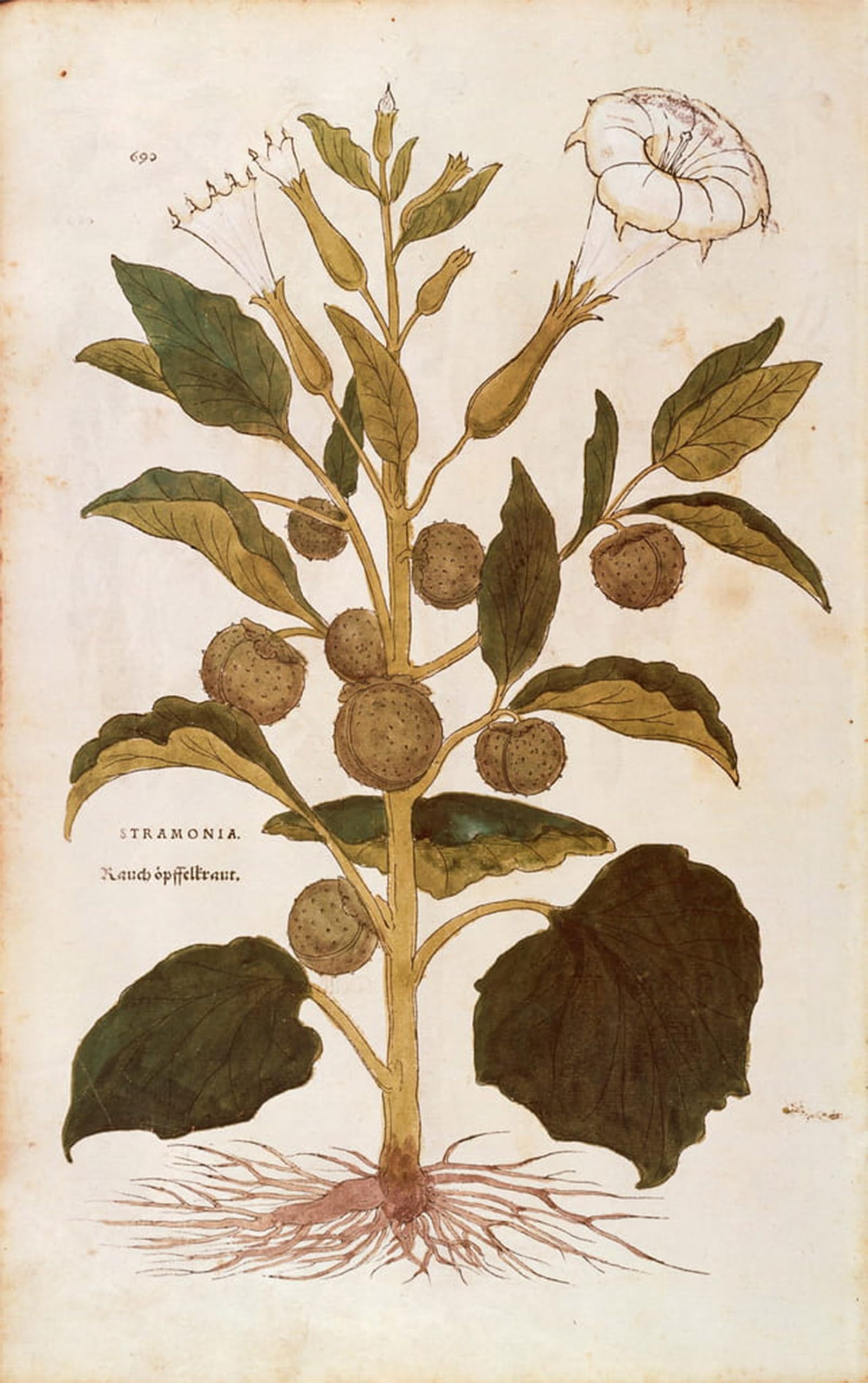 POSTERIIk Vintage Print Pop Art Landscape Artwork Thorn fruit or Jimson Weed by Leonhard Fuchs Art Prints for Office Home Decor 60x90cm