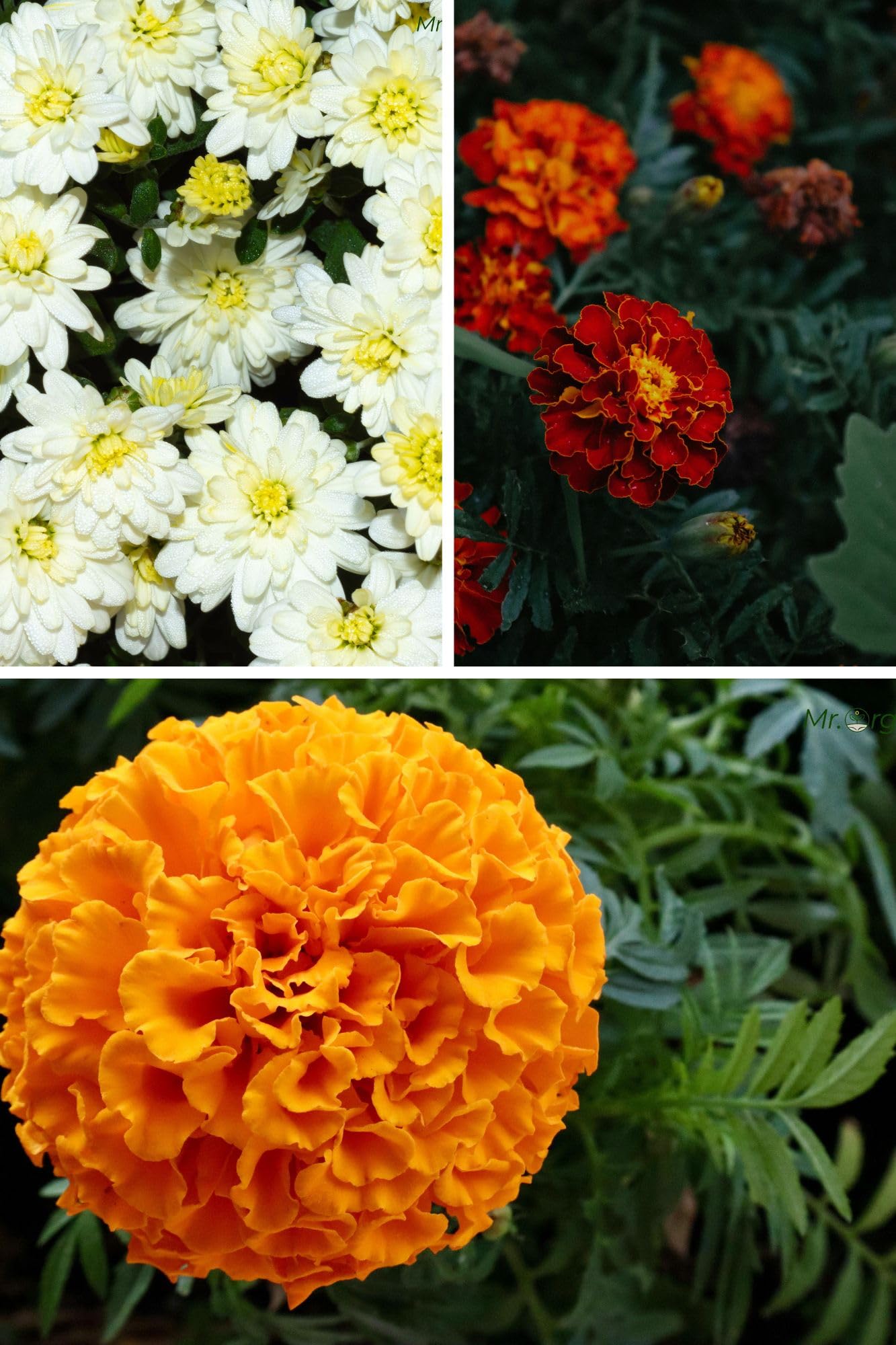 Mr.Organic Marigold Seeds - Vibrant Garden Blooms -6 Mr.Organic Marigold Seeds - Vibrant Garden Blooms -6