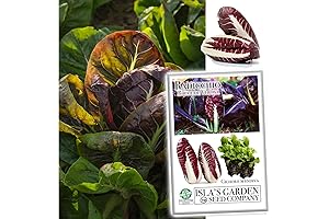 Isla's Garden Seeds Radicchio Seeds (Rouge De Verona Radicchio)