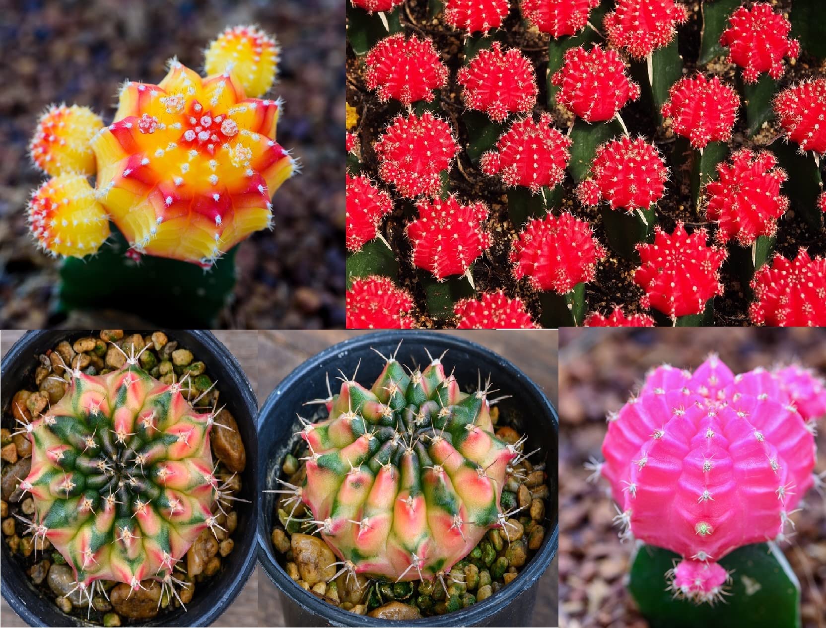 Amazon.com : 50 Gymnocalycium Species Mix Cacti Seeds - Vibrant Colored  Cacti - Ships from Iowa, USA - Grow Exotic Cactus : Patio, Lawn & Garden