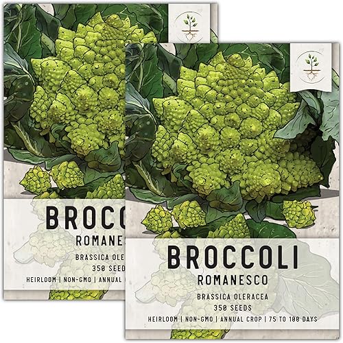 Miniatura 9 de Seed Needs, Romanesco - Semillas de brócoli  350 semillas tradicionales para plantar Brassica oleracea  Sin OMG y sin tratar, listas para cosechar