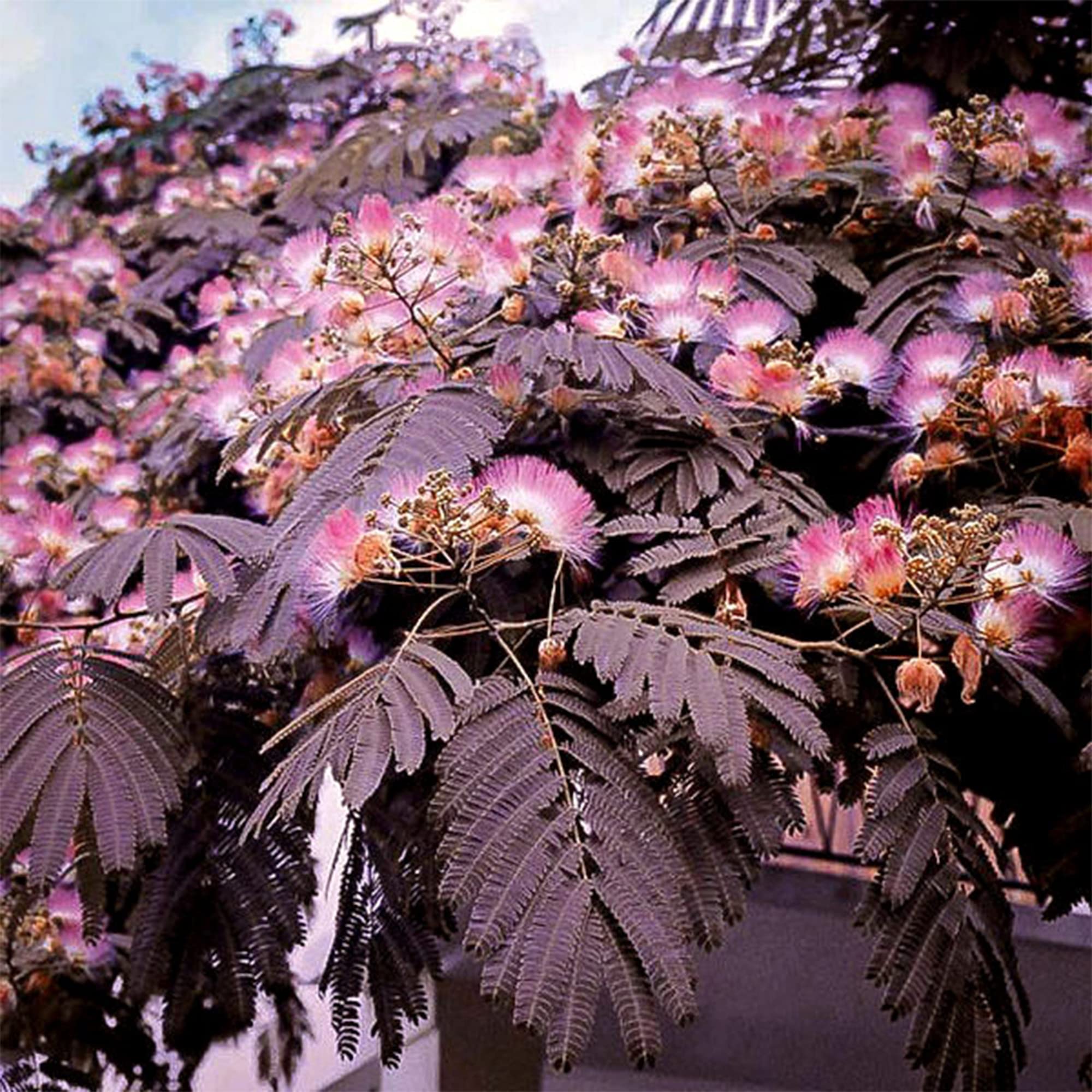 Amazon.com: QAUZUY GARDEN 5 Mimosa Tree Seeds(Mimosa Pudica