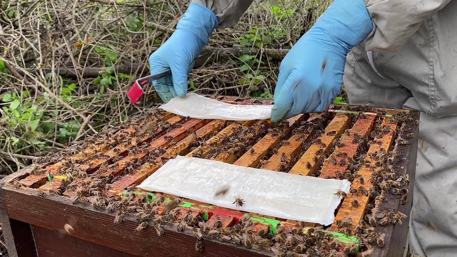 Mite Away Quick Strips Beekeeping Varroa Mite Control (2 Dose)