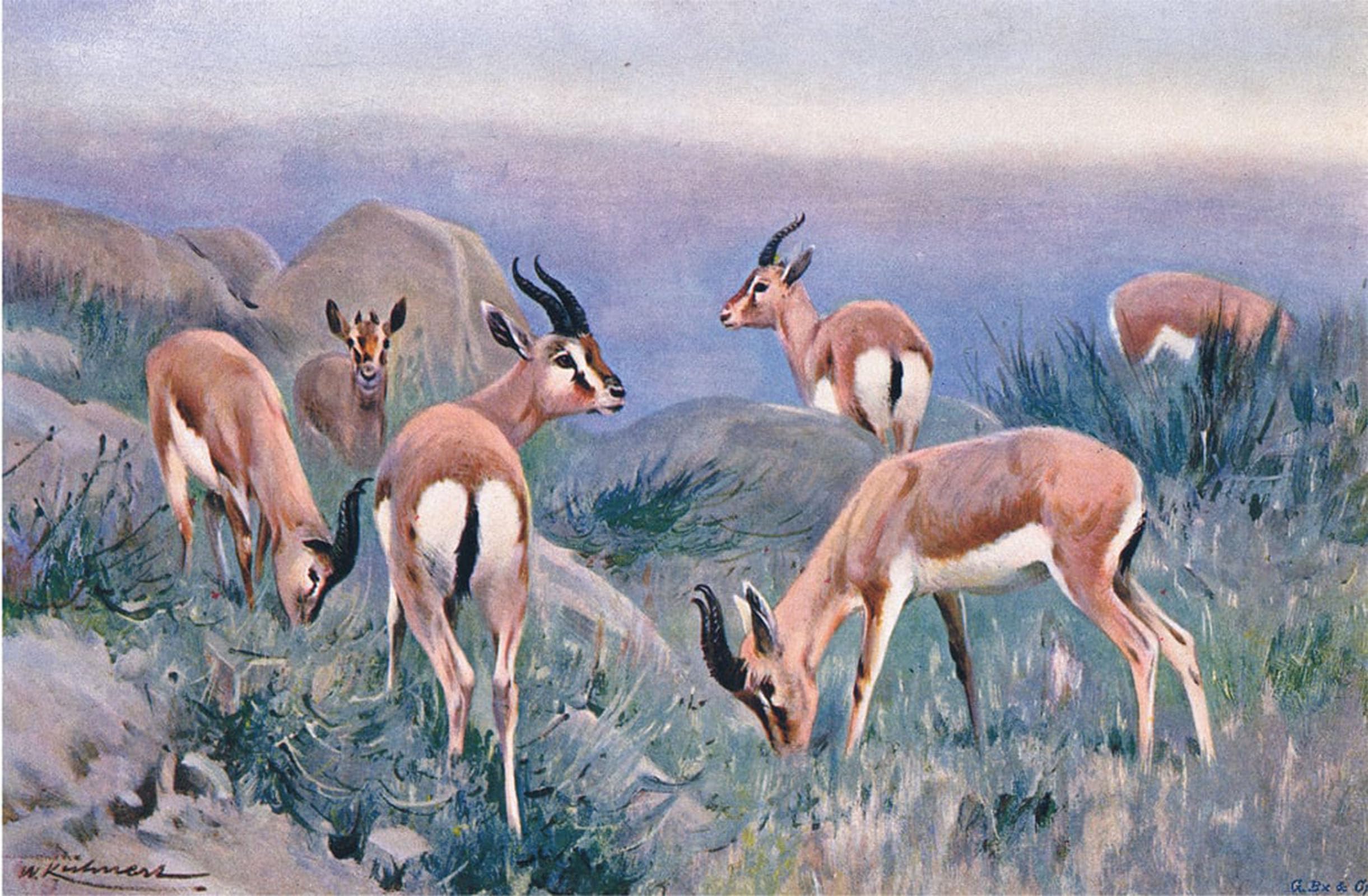 ARTXLXXBN Famous Painting Art Wall Decor Abstract Art Picture From Wildlife of the World by Wilhelm Kuhnert Animal Pictures for Home Decor 60x90cm