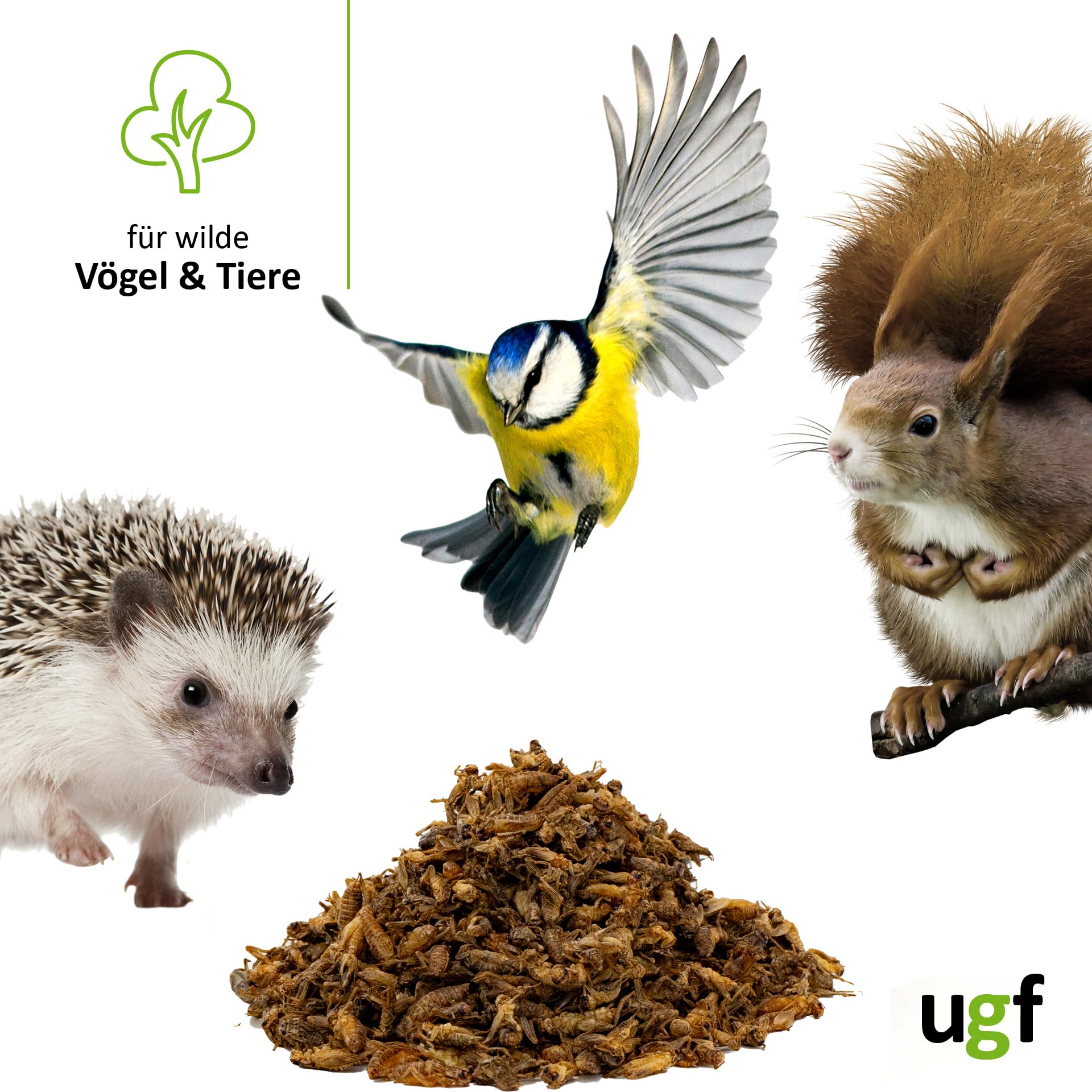 UGF - Suszone małe świerszcze - 80 g w wiaderku 500 ml, Owady świerszcze, Karma dla ptaków dzikich (całoroczna), Karma dla żółwi, Karma dla jeży, Karma dla jaszczurek, Karma dla ryb