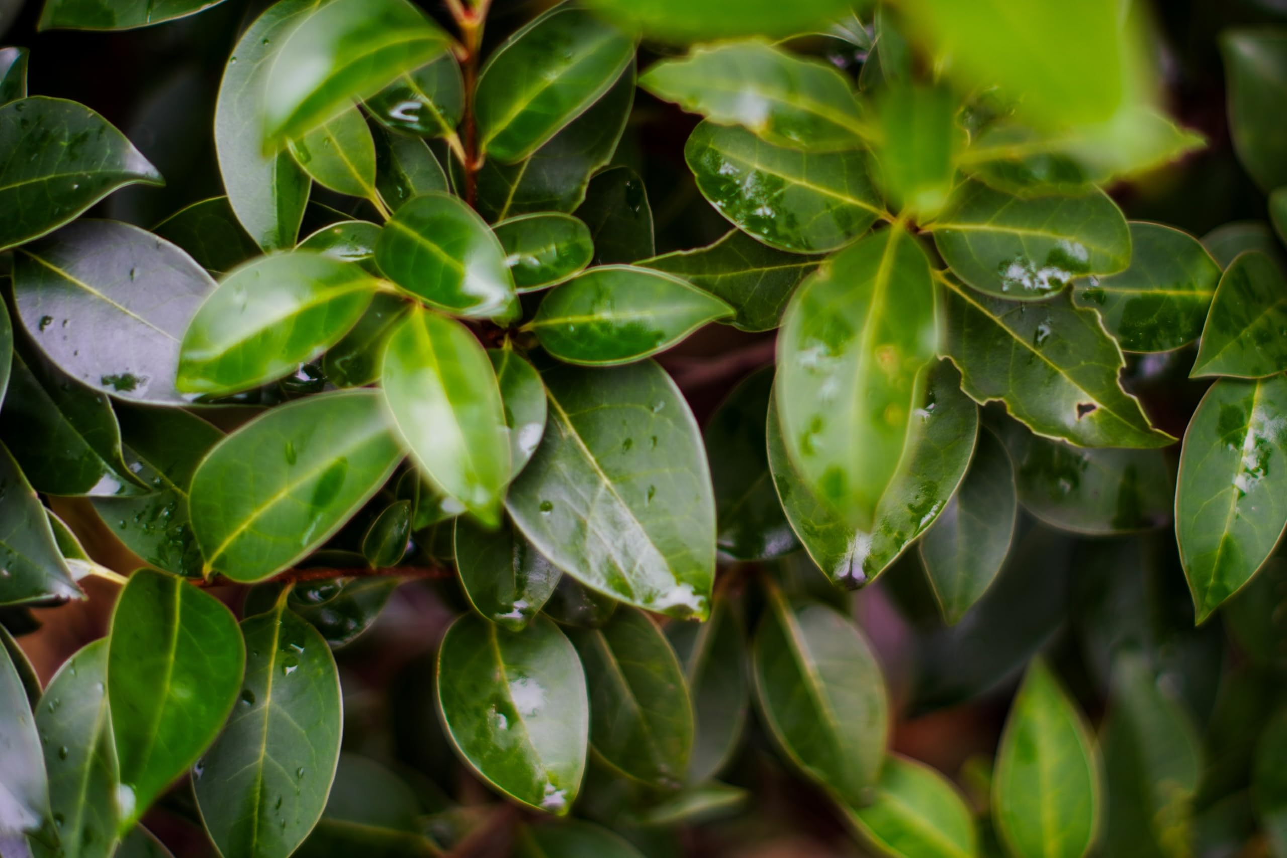 lemon lime philodendron Philodendron Domesticum Lemon Lime (young plant)