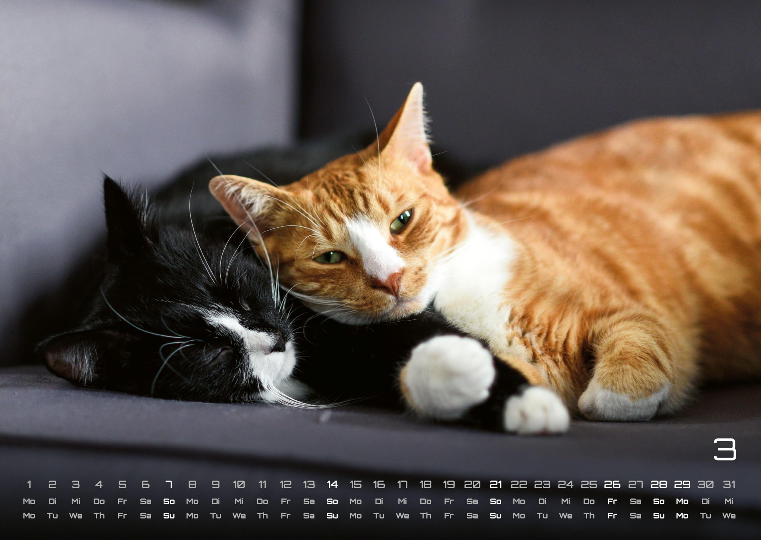 Miau - Unsere Stubentiger - Der Katzenkalender - 2027 - Kalender DIN A3: Der Wandkalender mit den schönsten Katzen-Motiven für das Jahr 2027 im Format DIN A3 (ca. 42 x 30 cm)!