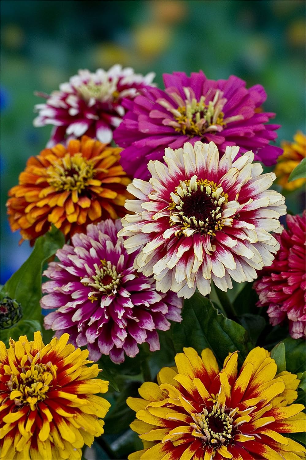 zcbang Rare Plant Flower Seed Zinnia Seeds 200 Pcs Zinnia