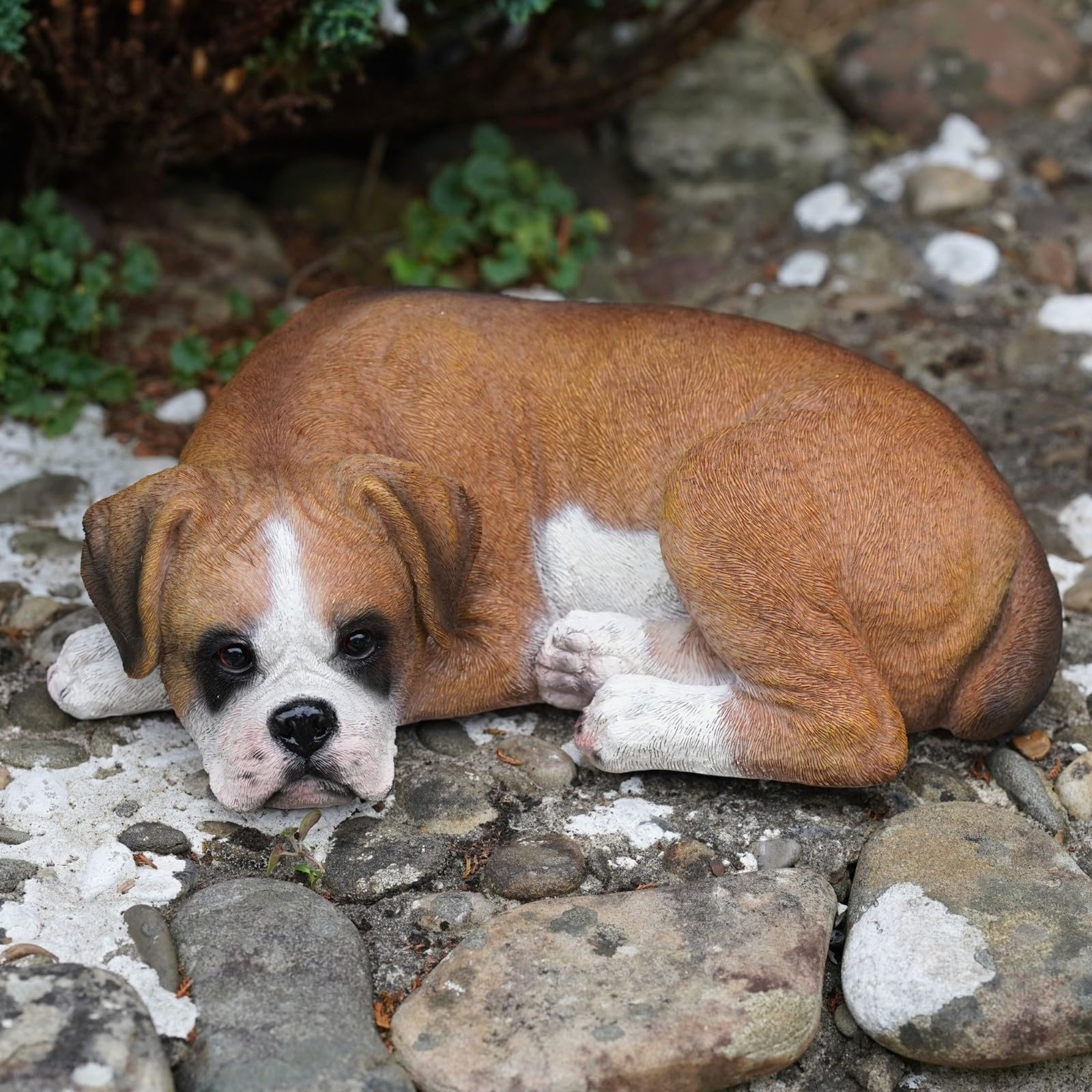 Burgess Home & Garden Hand Painted, Tan, White Large Sleeping Boxer Resin Sculpture | Home Garden Puppy Dog Statue Outdoor Ornament British Pet Gift