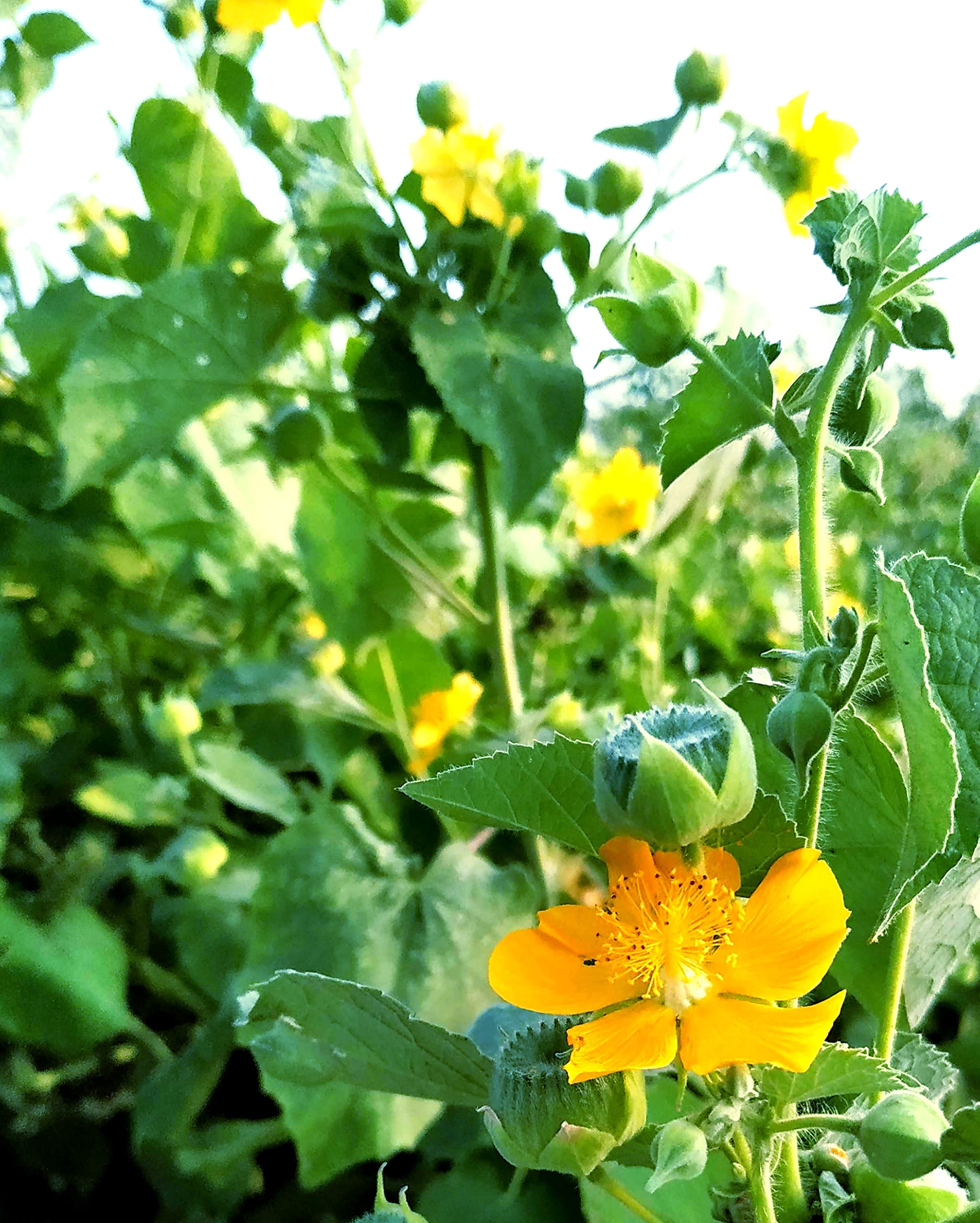 See full amazon price history chart for NATURE WORLD PREMIUM FULLY ORGANIC AND AYURVEDIC DESI ATIBALA PANIYARATUTTI VELLURAM TUTURA BENDA TUTTI INDIAN MALLOW ABUTITION INDICUM DUVVENA KAYALA MOKKA HEALTHY LIVE PLANT FOR GREAT HOME GARDENING NATURE WORLD PREMIUM FULLY ORGANIC AND AYURVEDIC DESI ATIBALA PANIYARATUTTI VELLURAM TUTURA BENDA TUTTI INDIAN MALLOW ABUTITION INDICUM DUVVENA KAYALA MOKKA HEALTHY LIVE PLANT FOR GREAT HOME GARDENING (B0C3B4KWVS) Amazon Price History, Amazon Price Tracker