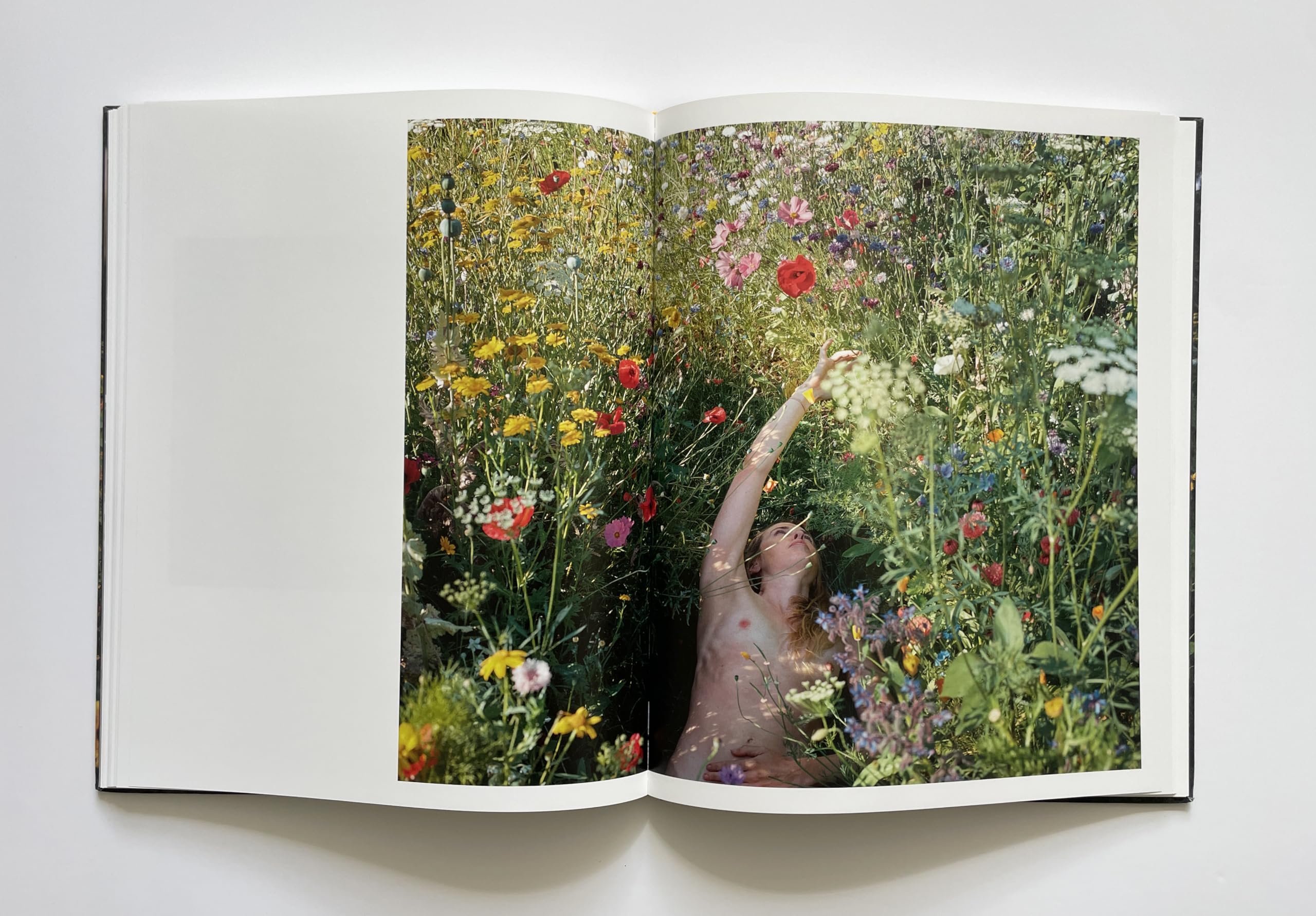 SiAn Davey: The Garden /anglais