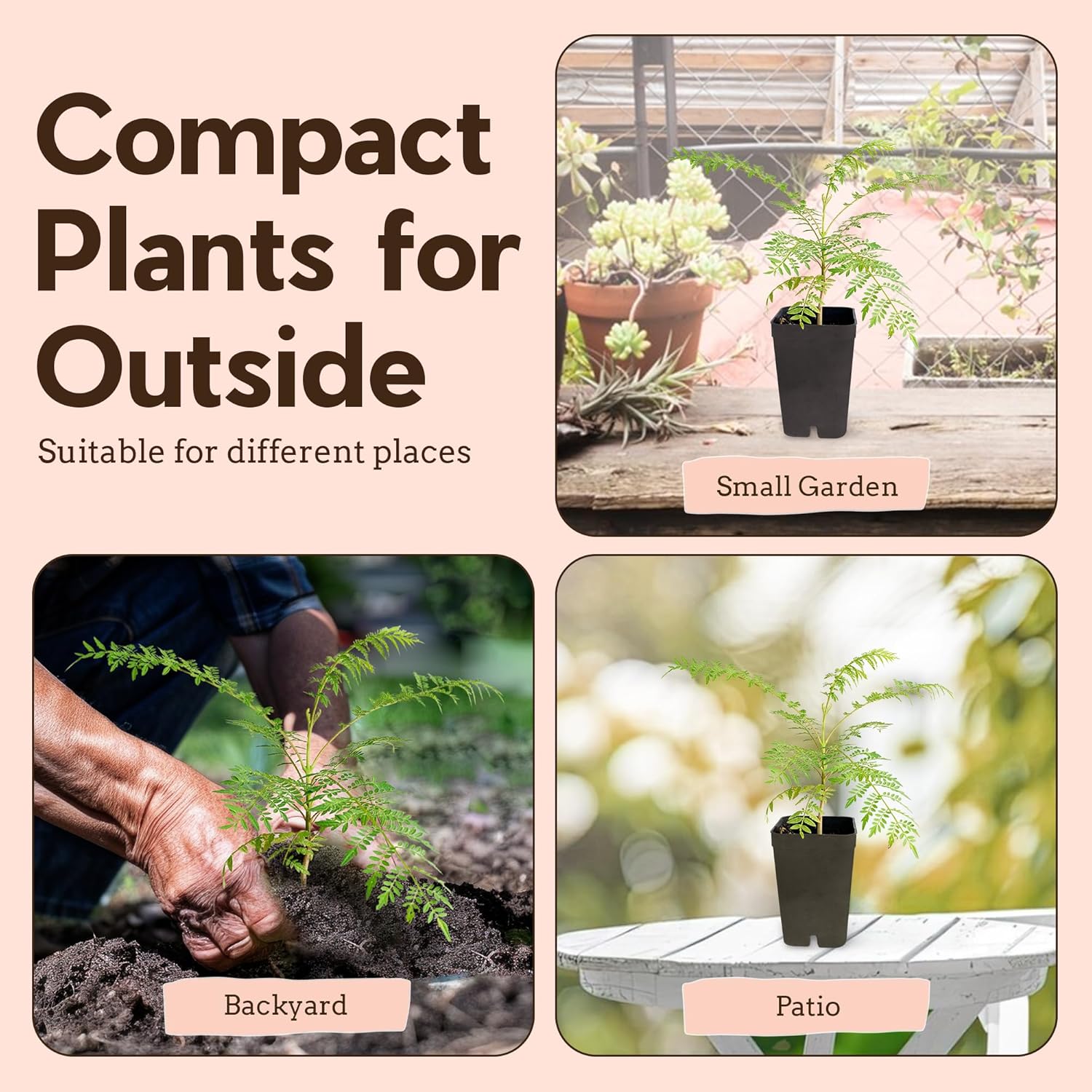 My Shelfie - Mini Jacaranda Tree, 3-4 Inch Tall Bonsai Tree in 2-Inch Pot, Live Plants Outdoor Hardiness Zones 9-11, Bonsai Live with Purple Flowers (2)