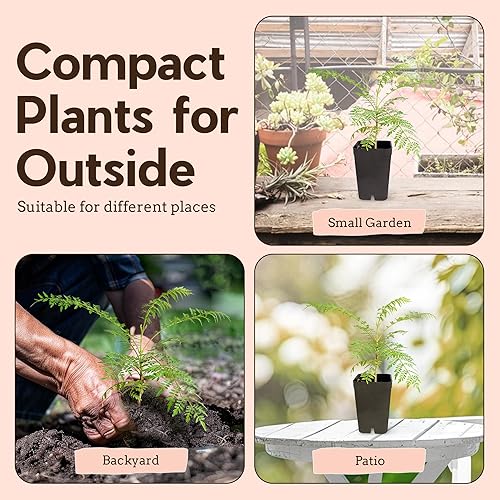 Miniatura 3 de Jacaranda mimosifolia  Árbol de Jacaranda azul  Árbol bonsái de 3 a 4 pulgadas de alto  Planta de inicio