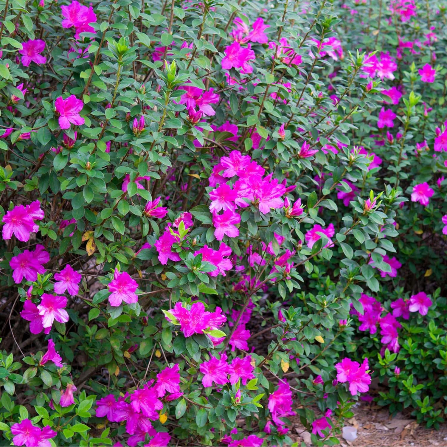 Formosa Azalea Shrub, Purple Blooms, 3 gal. Grower Pot, 18–24 in. Plant Height – Due to Agricultural Laws, We Cannot Ship to CA, AZ, AK, or HI