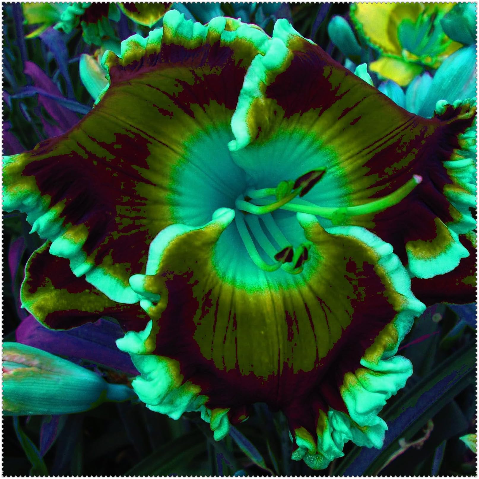 Hemerocallis/Naturales para Exterior, Terraza y Jardín-15bulbos-C