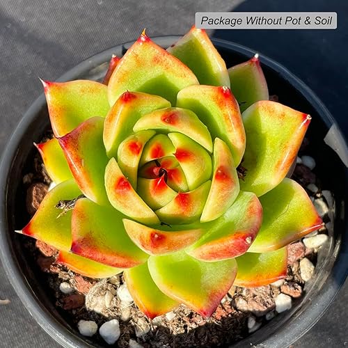 Miniatura 2 de Echeveria Agavoides - Plantas suculentas vivas raras de dragón azul, 1 maceta de cabeza de 2.5 pulgadas, planta viva naranja, excluye maceta y