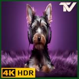 犬の音楽 - 不安を抱える犬のためのリラックスサウンド - テレビやタブレットで聴く分離不安を和らげる音楽