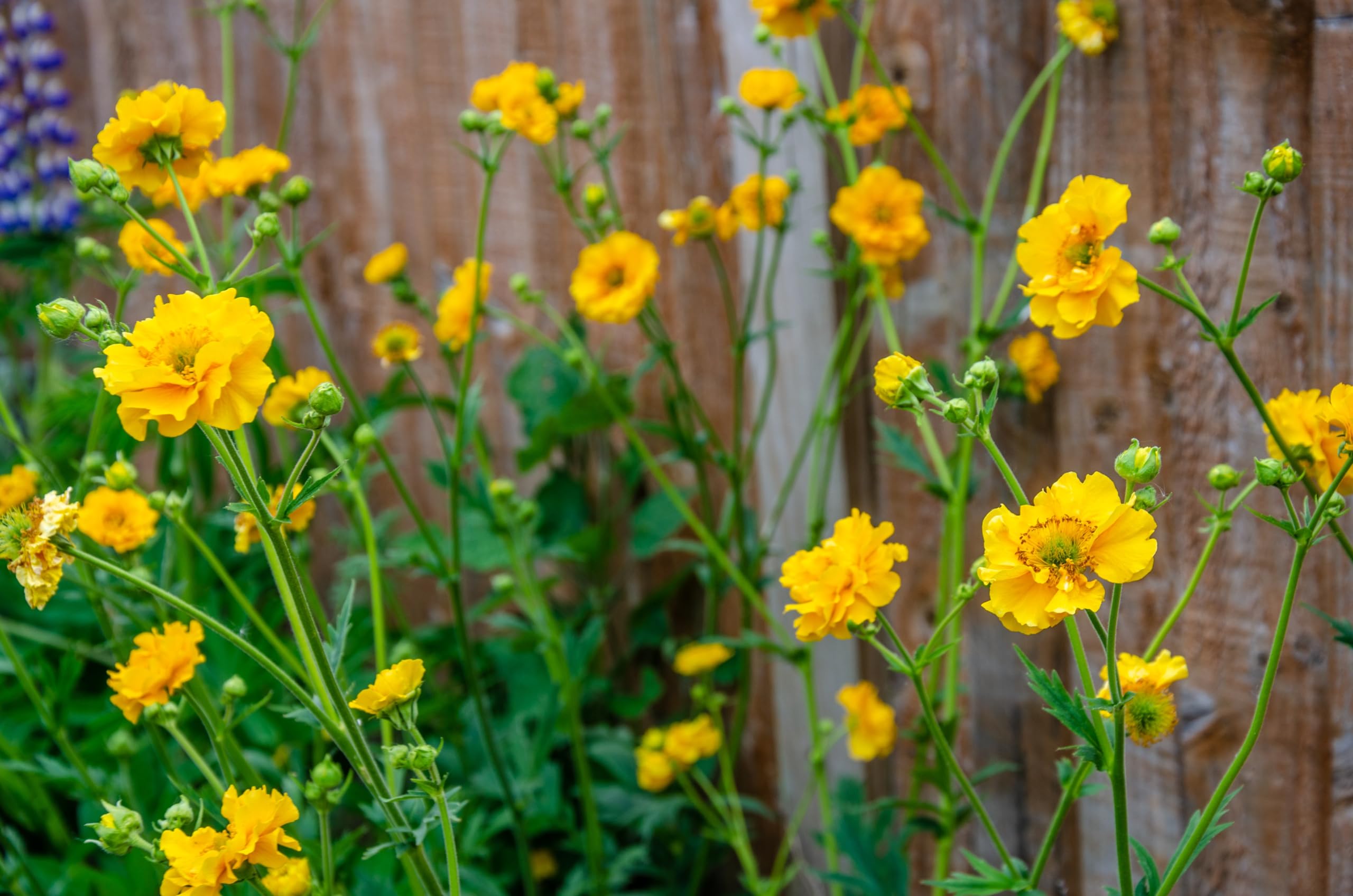 Stauden Gänge 10 x Geum chiloense 'Lady Stratheden winterhart