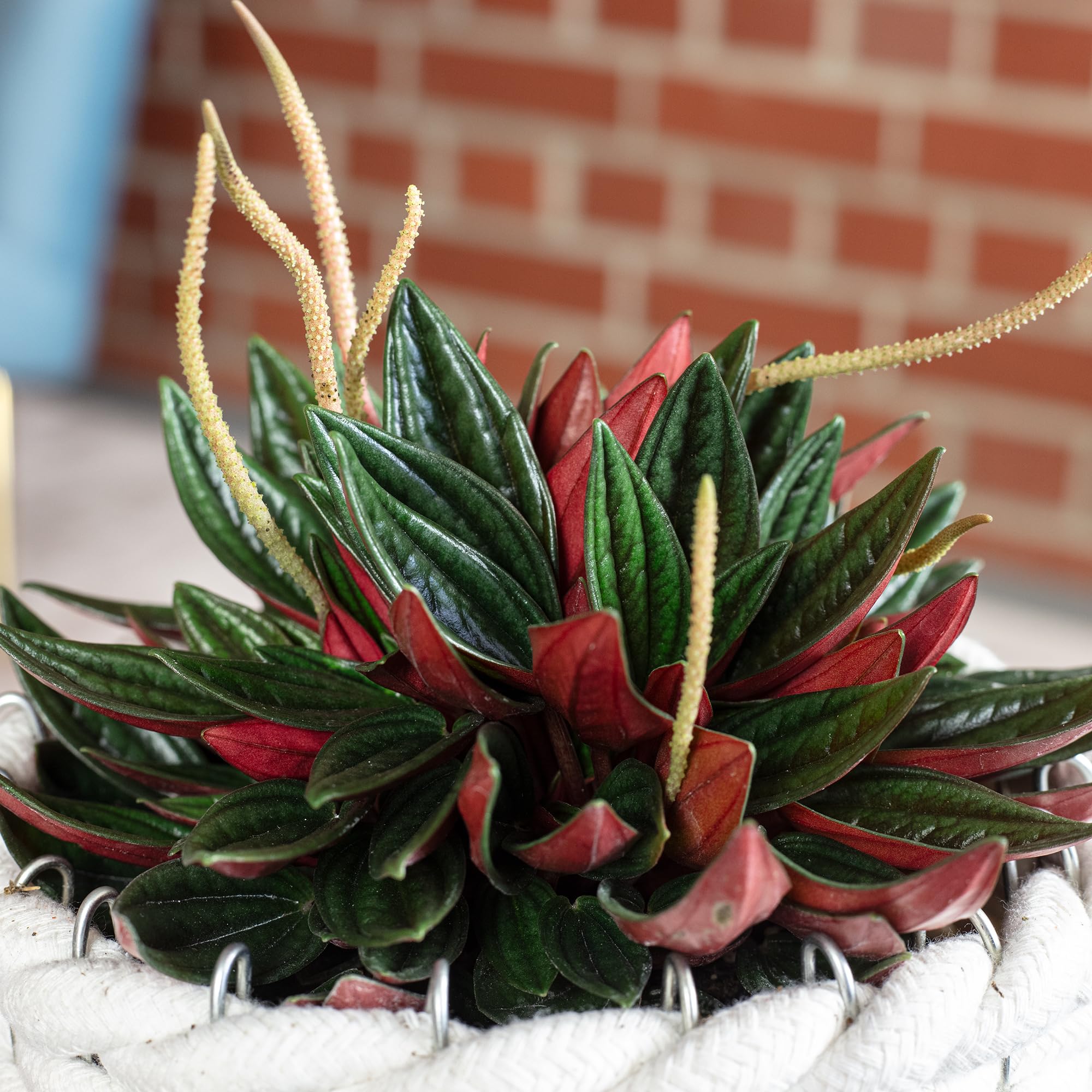 Zwergpfeffer 'Smit Rosso' - pflegeleichte Zimmerpflanze, Peperomia - Hhe  ca. 15 cm, Topf- 10,5 cm : Amazon.de: Garten