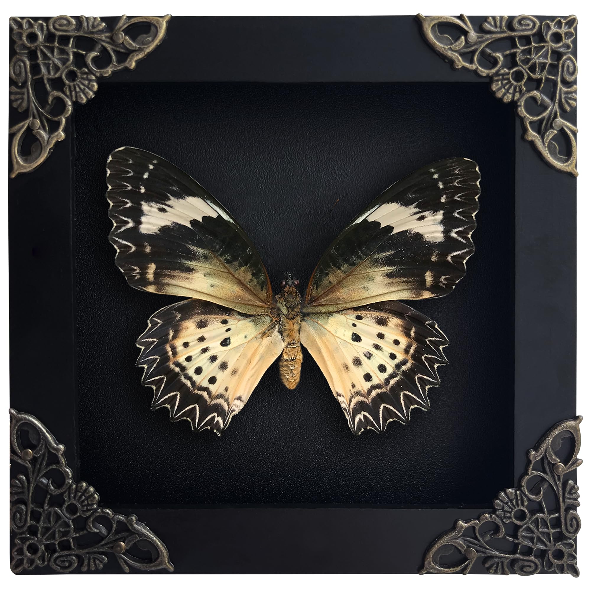 Amazon.com - Real Leopard Lacewing Framed Butterfly Taxidermy