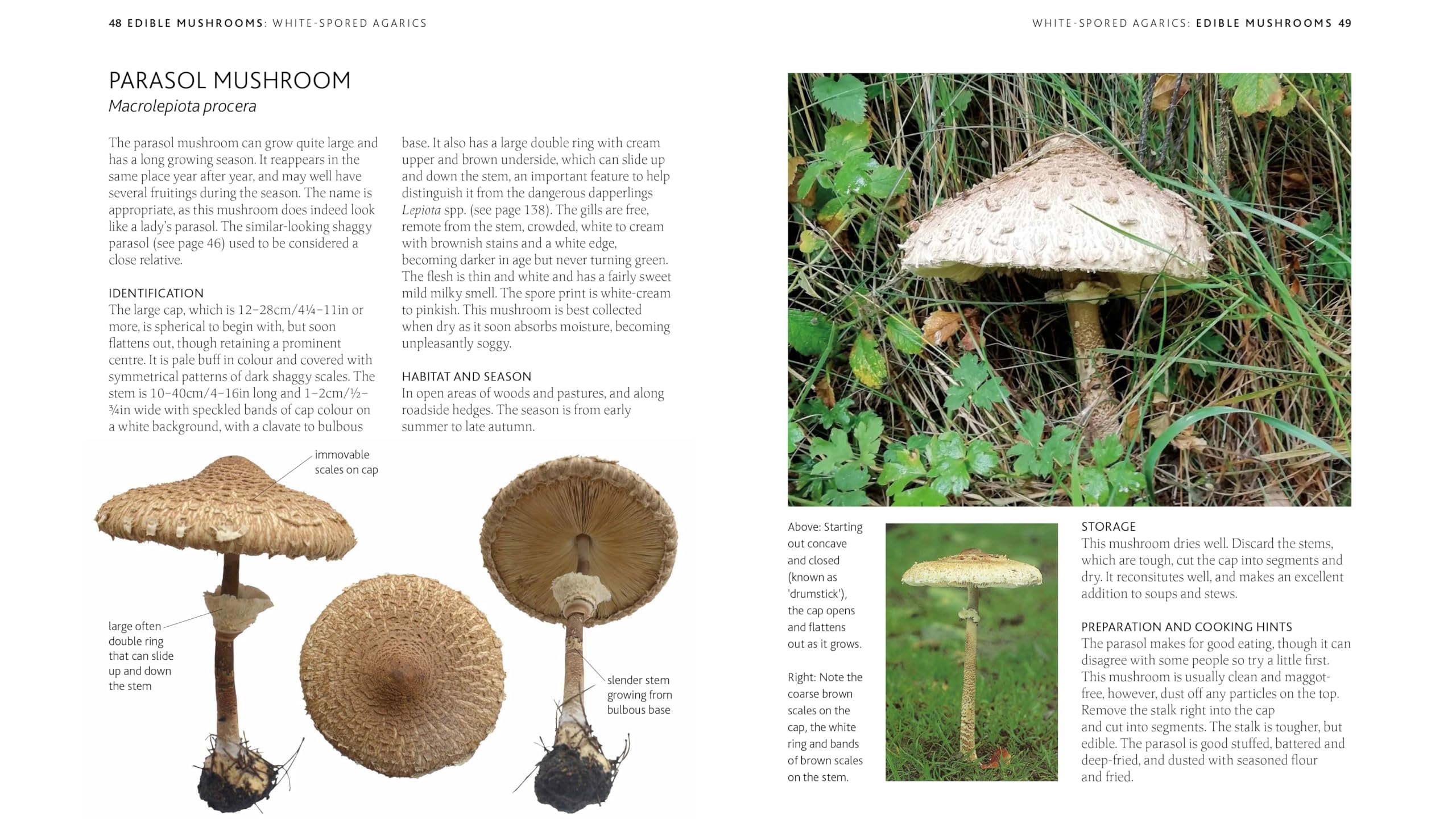 The Mushroom Guide & Identifer: An Expert Manual for Identifying, Picking and Using Edible Wild Mushrooms Found in Britain