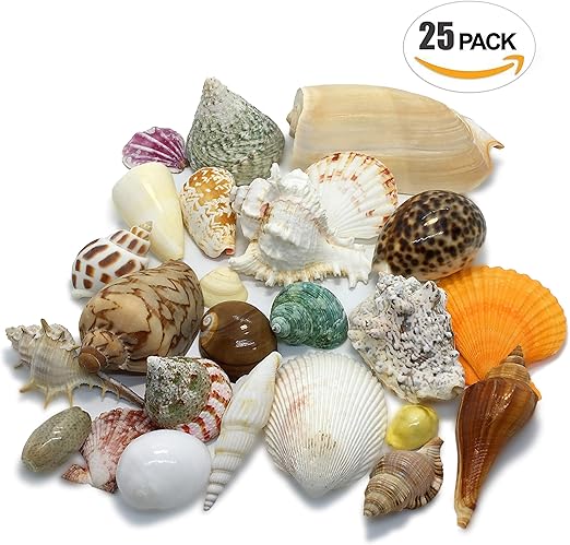 Amazon Co Jp エデンの貝殻 海の贈り物 ワクワク いろんな大きな貝殻 スペシャル 詰め合わせ どっさり 約480g 25個セット S 13 ペット用品