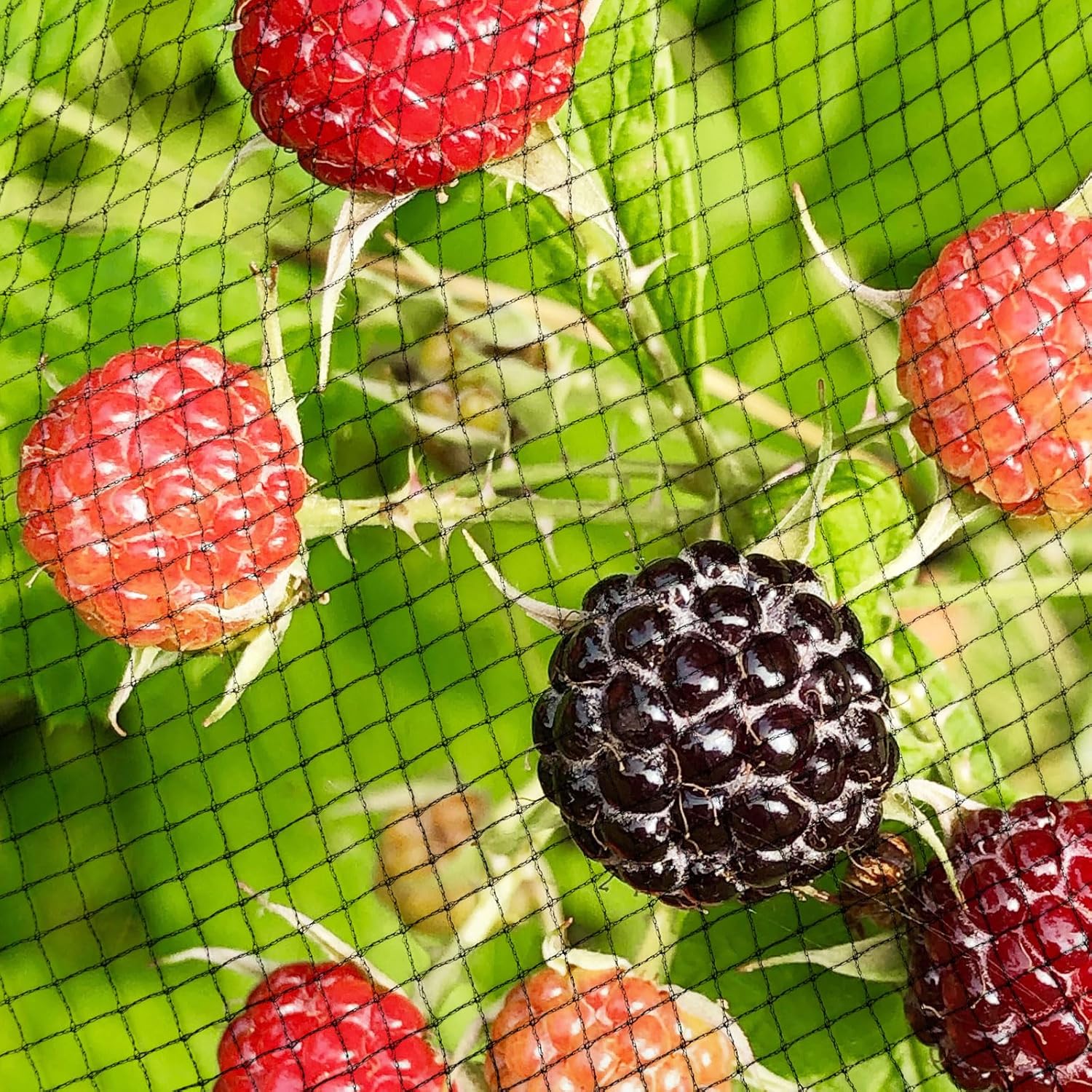 Garden Netting, 15ft x 50ft Black Bird Netting Heavy Duty,Rabbit,Squirrels,Anti Birds,Larger Bees,Deer,Chicken,Cardinals，Animal Fencing for Fruit Tree & Vegetable Garden