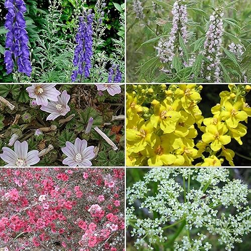 zacate Jardín semillas Colección # 6Un 6Variety Pack medicinales de raras hierbas medicinales semillas. Frozen Semilla CápsulasEl mejor ende