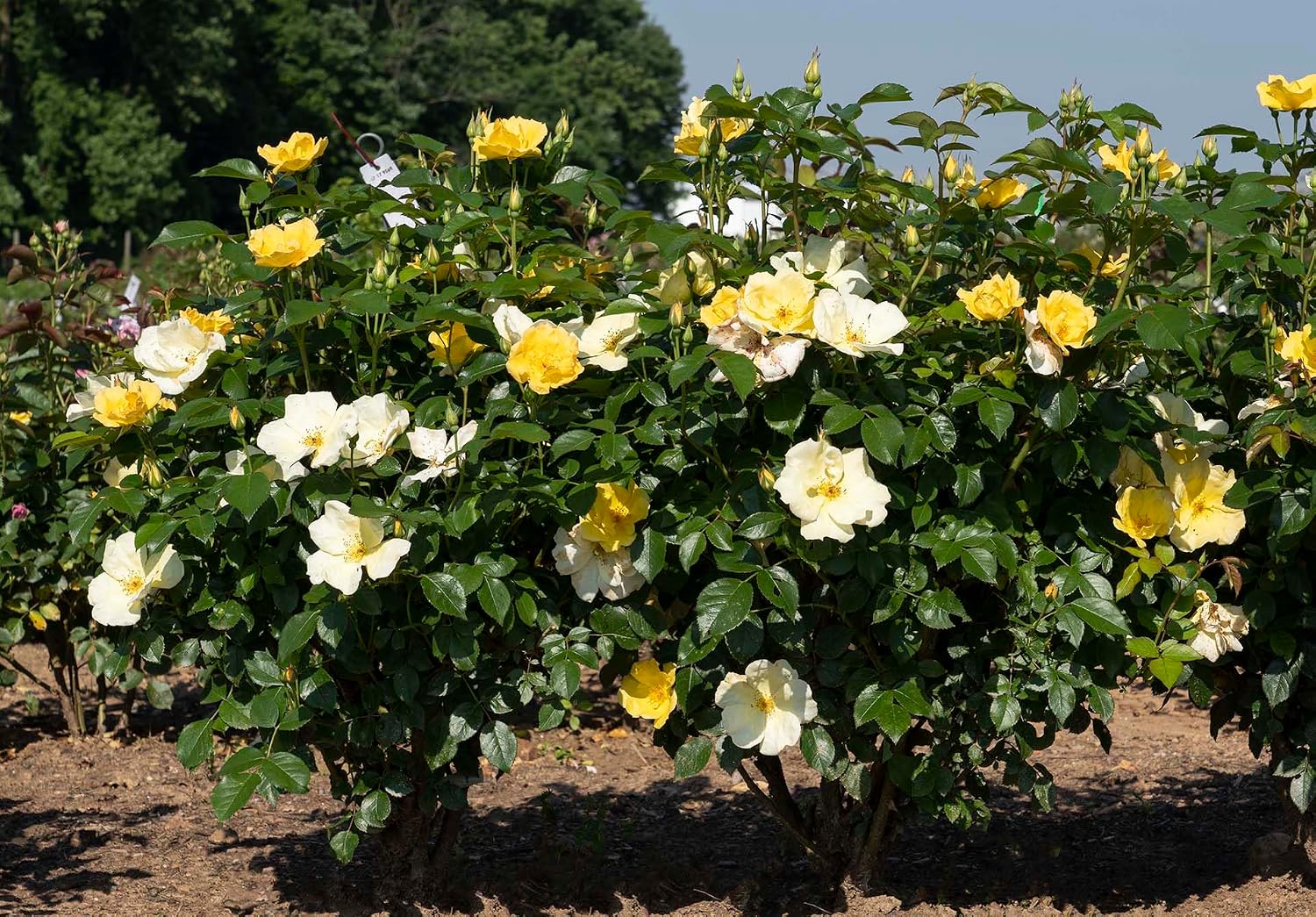 Live Plant from Green Promise Farms - Easy Bee-zy Knock Out Rose #2 Gallon Size Container Yellow Flowers
