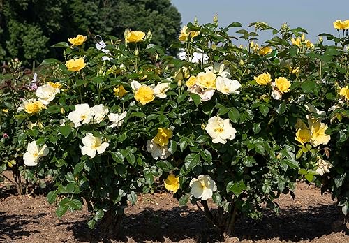 Vista 45 de Green Promise Farms Rosa Knock Out` (Reblooming) Rosa, contenedor de 3 tamaños, flor rosa