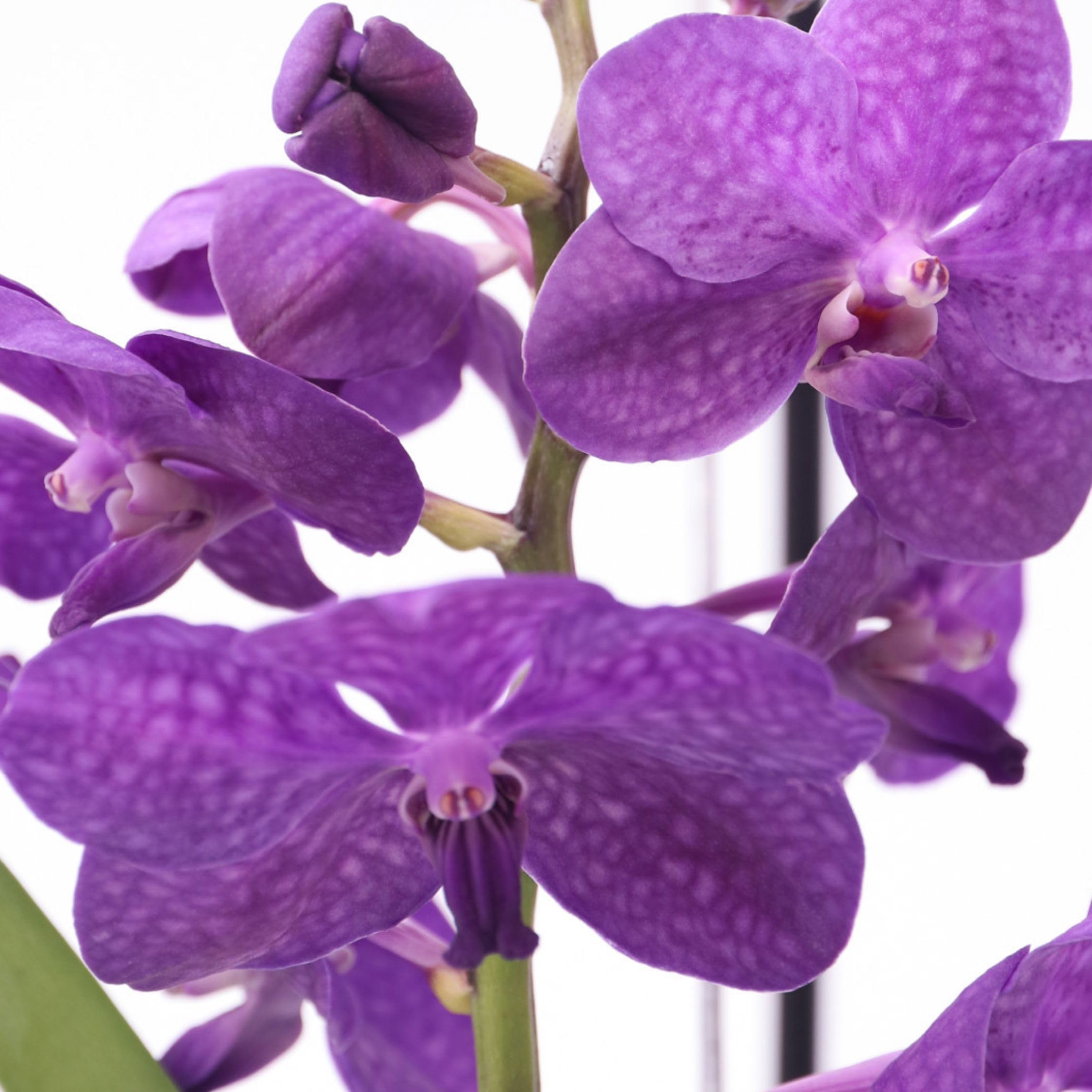 Plant in a Box - Vanda 'Bose' en jarrón - Orquídea - Azul - Altura 45 cm