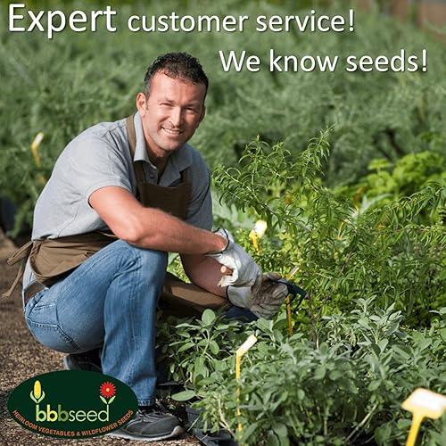 Miniatura 6 de Semillas de flores silvestres de néctar de colibrí, 1 onza, paquete de mezcla de semillas de flores silvestres de polinización abierta, sin OMG, sin