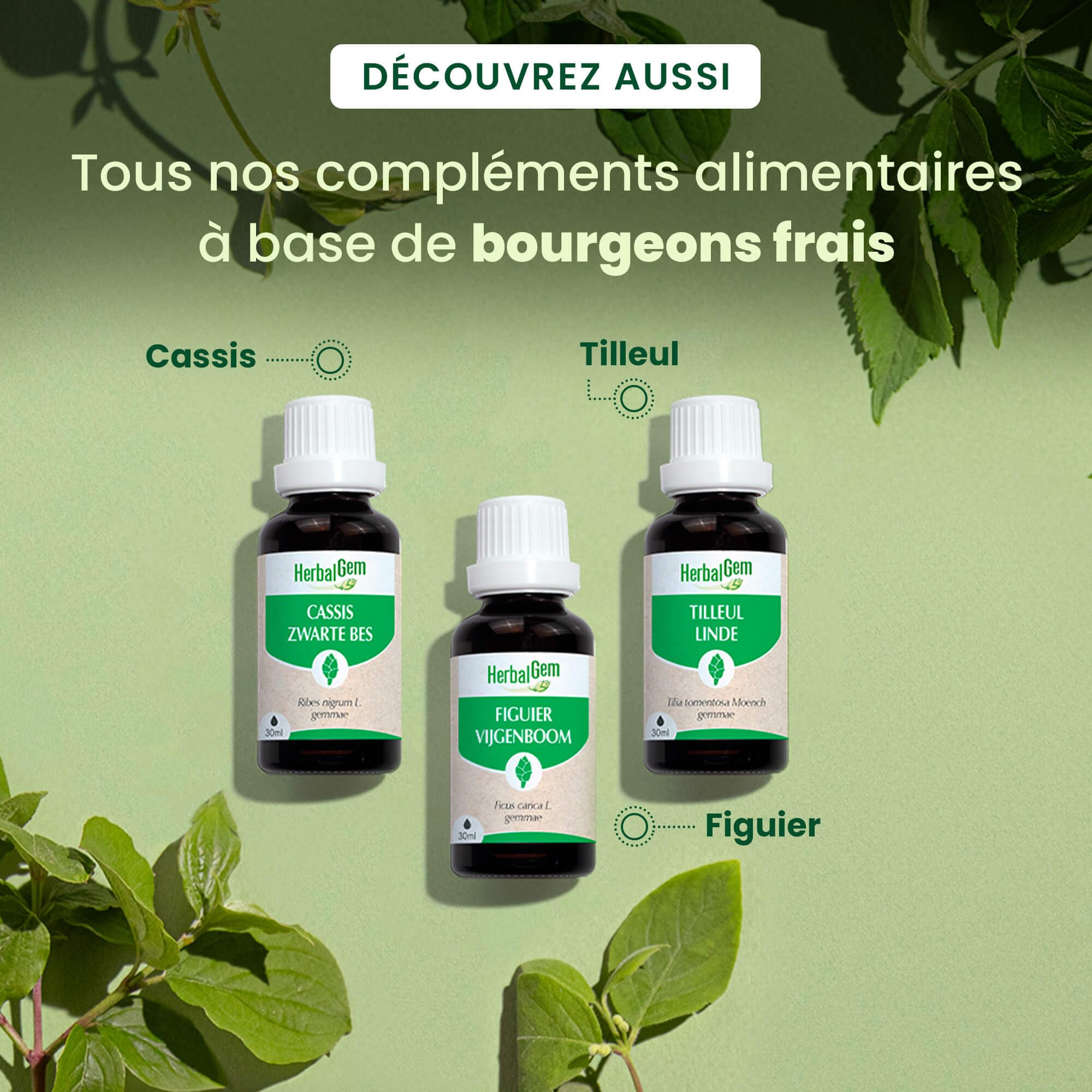 HERBALGEM - Macérât-Mère - Marronnier Bio - Complément Alimentaire Gemmothérapie Concentrée - Extrait De Bourgeon Frais - Pour Circulation Sanguine - Vegan - 30 ml
