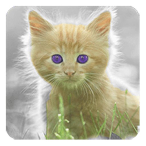 Cat Live Wallpaper App on Amazon Appstore