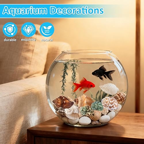 Miniatura 4 de Conchas de cangrejo ermitaño, 40 caracolas de mar naturales para conchas de repuesto y casas de cría de peces pequeños, tamaño de caracola, tamaño