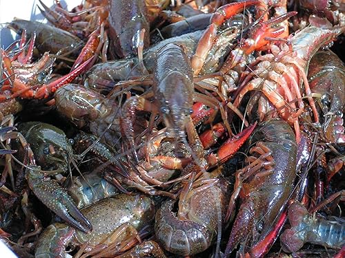 Miniatura 8 de Bait Binder Kit de cebo - El 'original' - Camarones, cangrejo, cangrejo, chum - 5 libras