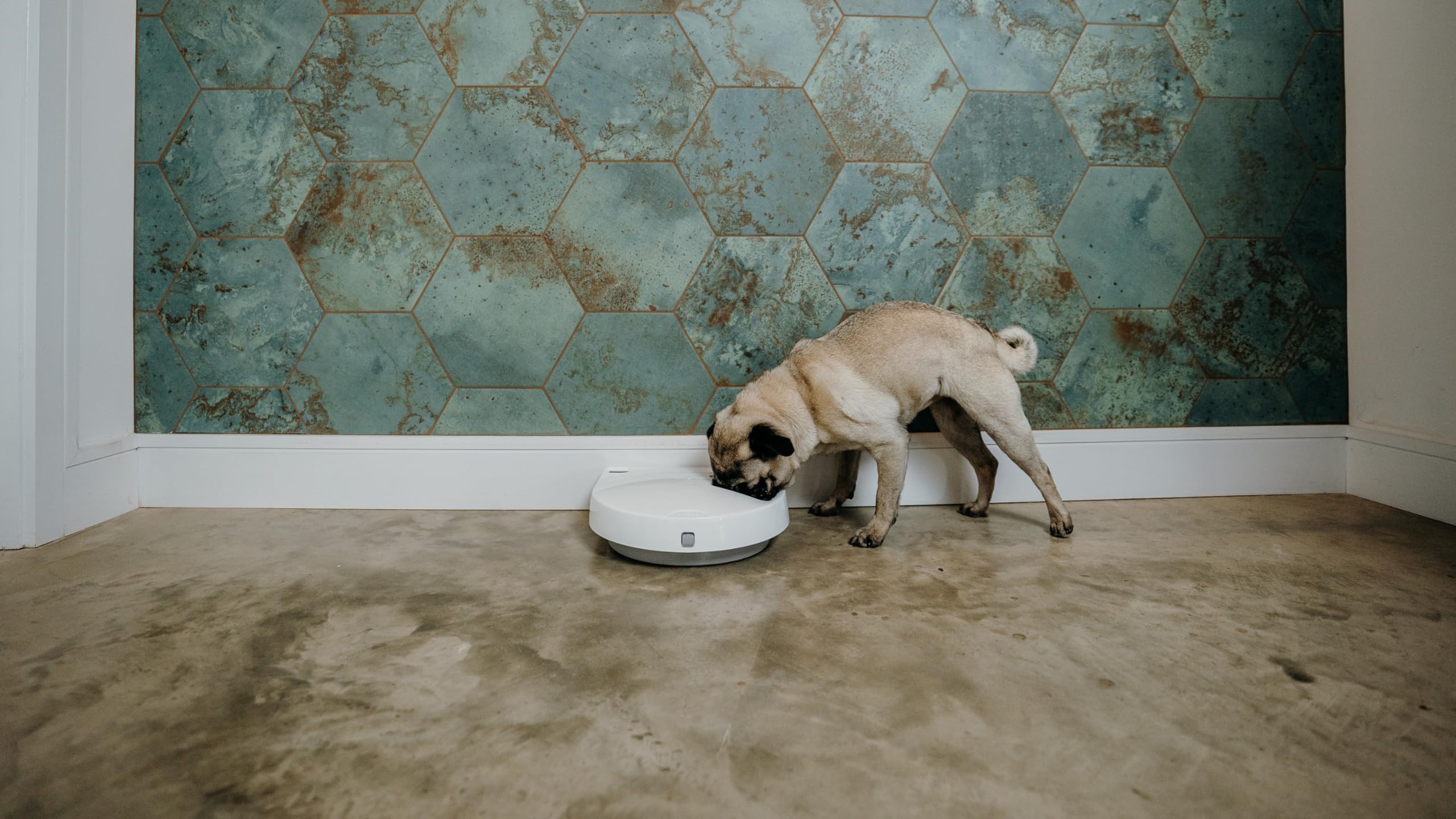 Cat Mate C300 Automatischer 3-Mahlzeiten-Futterautomat mit Digitalem Timer (366) – Für Katzen oder Kleine Hunde, Für Nass- und Trockenfutter, Mahlzeiten Bis zu 330 g Pro Stück, Weiß (Packung mit 2)