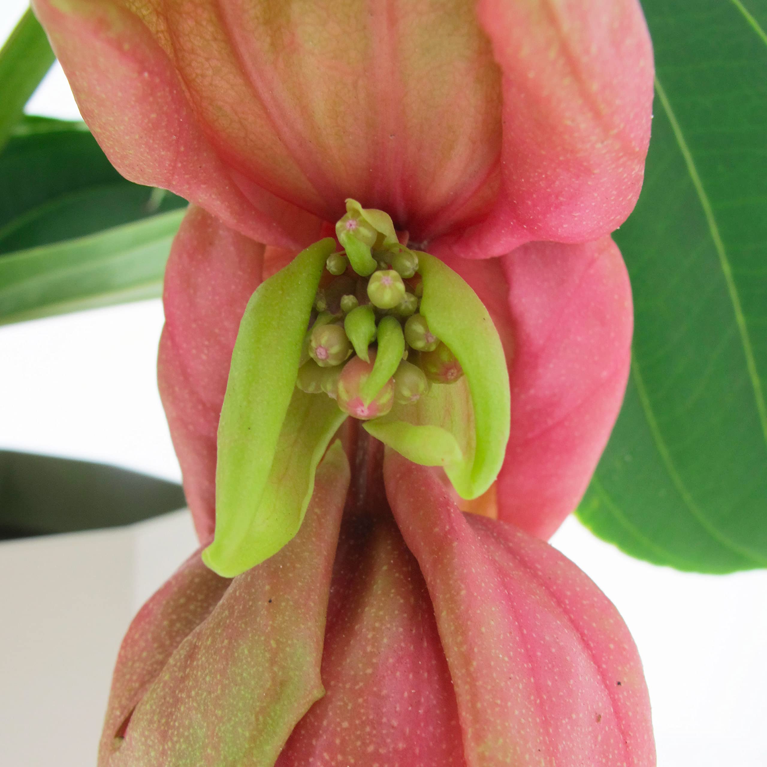 KENTIS - Medinilla Magnifica - Piante Vere Tropicali da Appartamento - Pianta Fiorita Ornamentale Pendente da Interno - Vaso Ø 17 cm