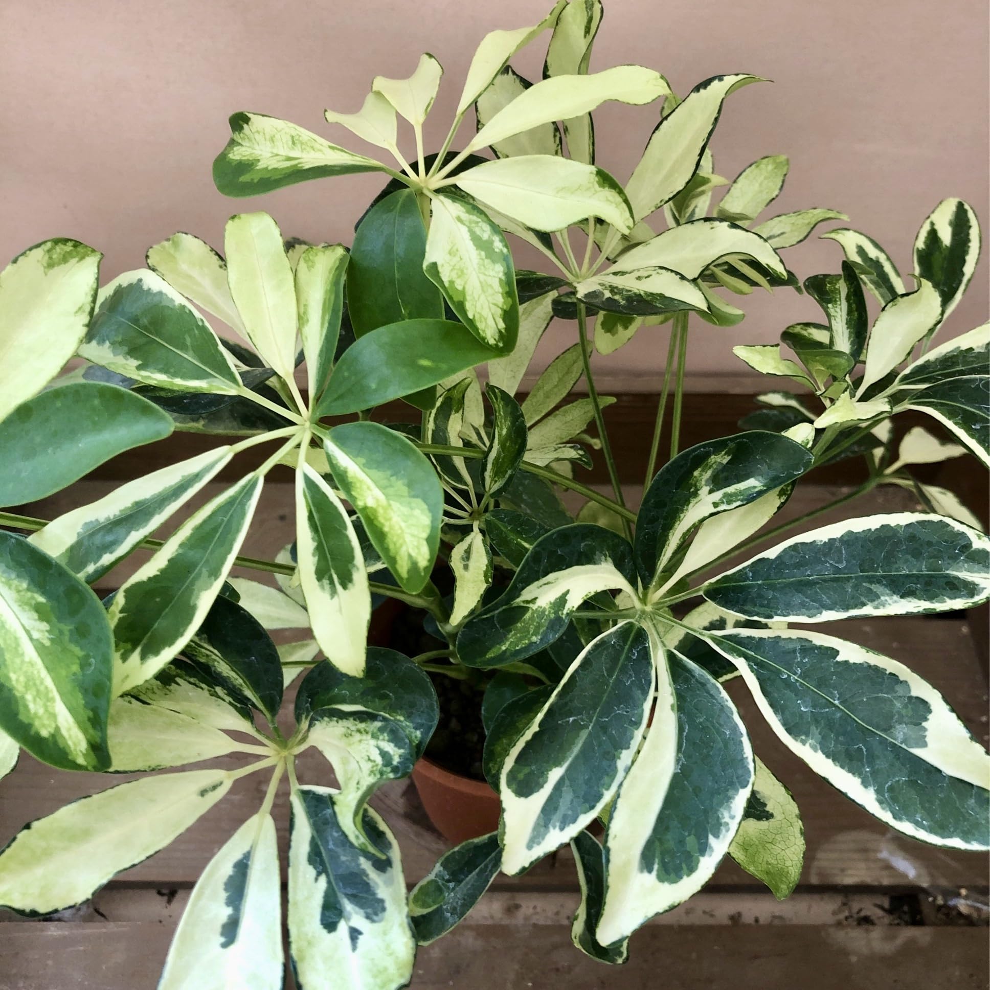 Amazon｜観葉植物 シェフレラ シルバークイーン｜観葉植物 オンライン通販