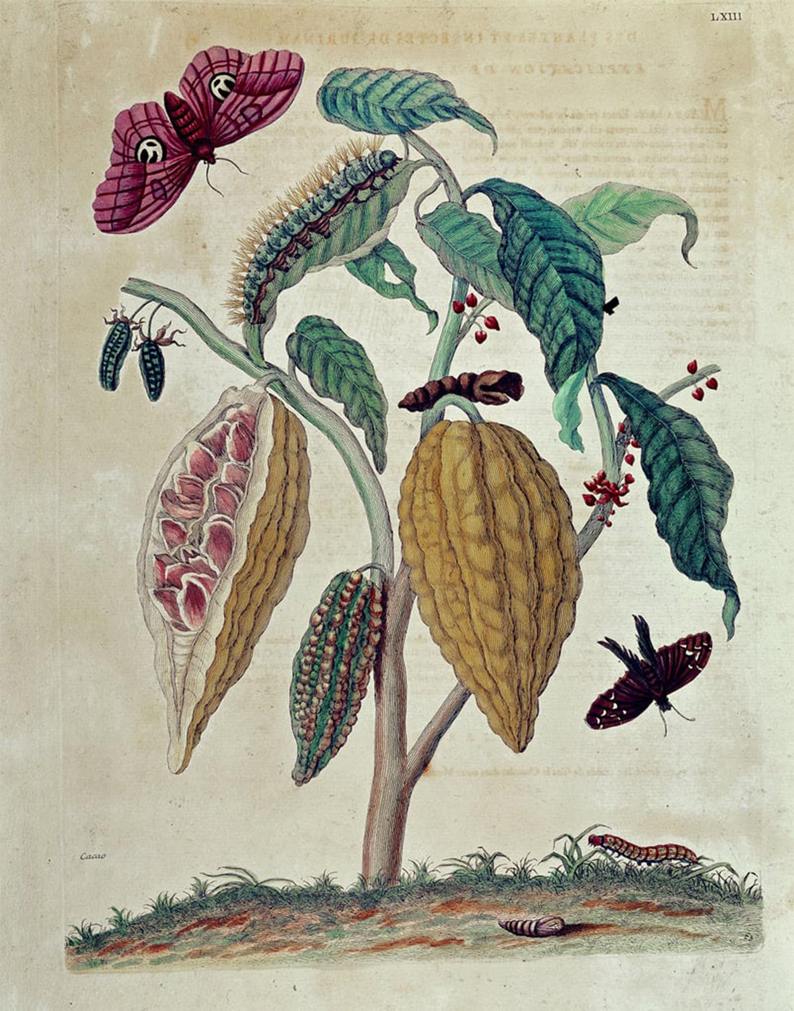 ARTXLXXBN Famous Painting Art Wall Decor Abstract Art Picture Cocoa in General History of Insects of Suriname and All Europe by Maria Si Animal Pictures for Home Decor 60x90cm