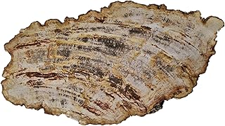 Petrified Wood Slab, Polished Fossil Stone Tree Specime from Indonesia, Large 11x6 inch, Beige/Browns Colors, a Unique Gift for Collectors or Display in Home or Office