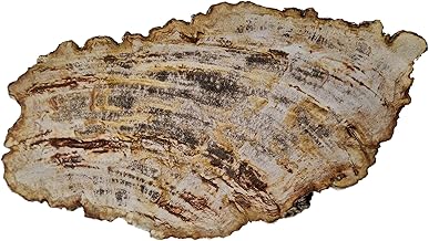 Petrified Wood Slab, Polished Fossil Stone Tree Specime from Indonesia, Large 11x6 inch, Beige/Browns Colors, a Unique Gift for Collectors or Display in Home or Office