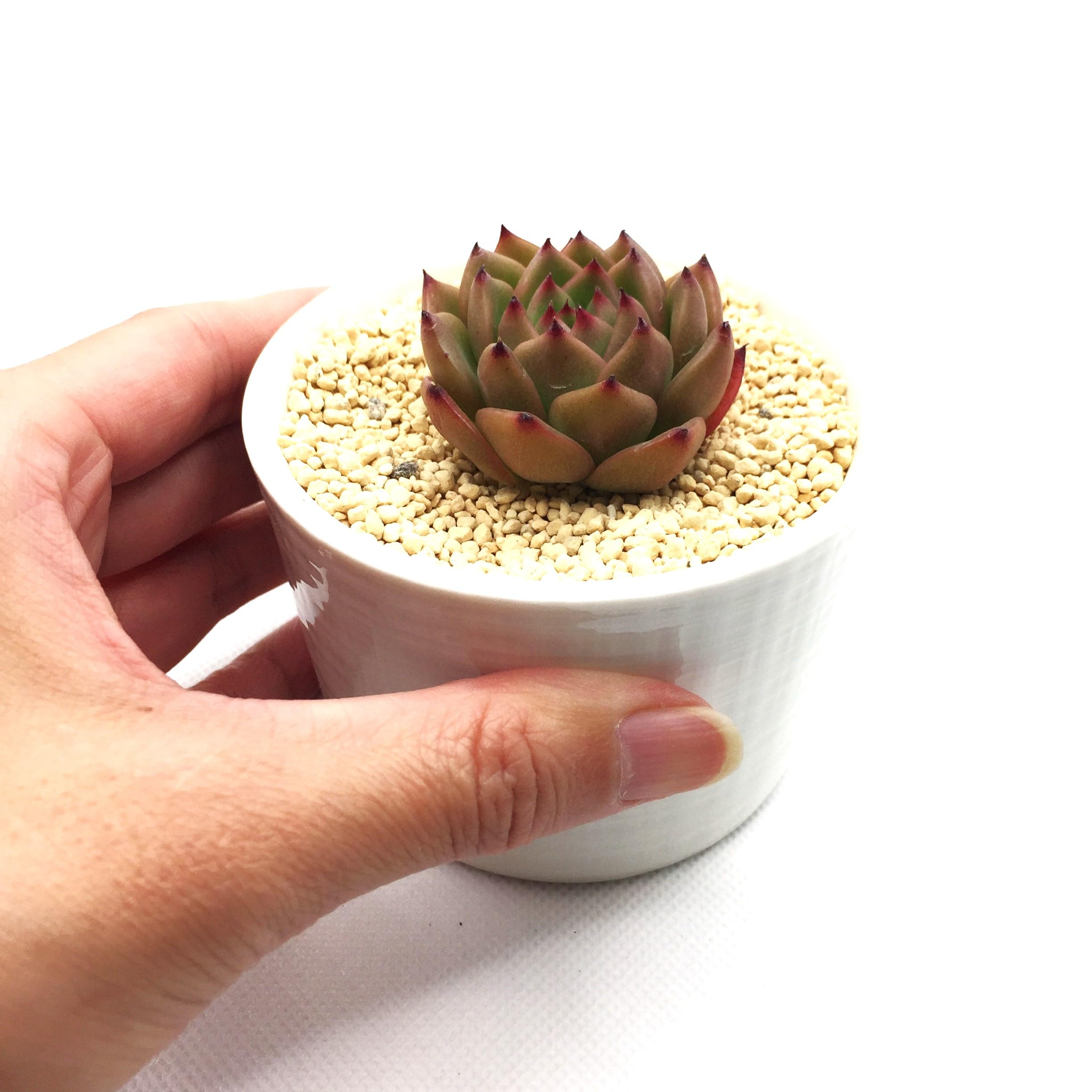 Amazon.co.jp: アンストーン 多肉植物7.5㎝ポッ ト エケベリア 根付苗