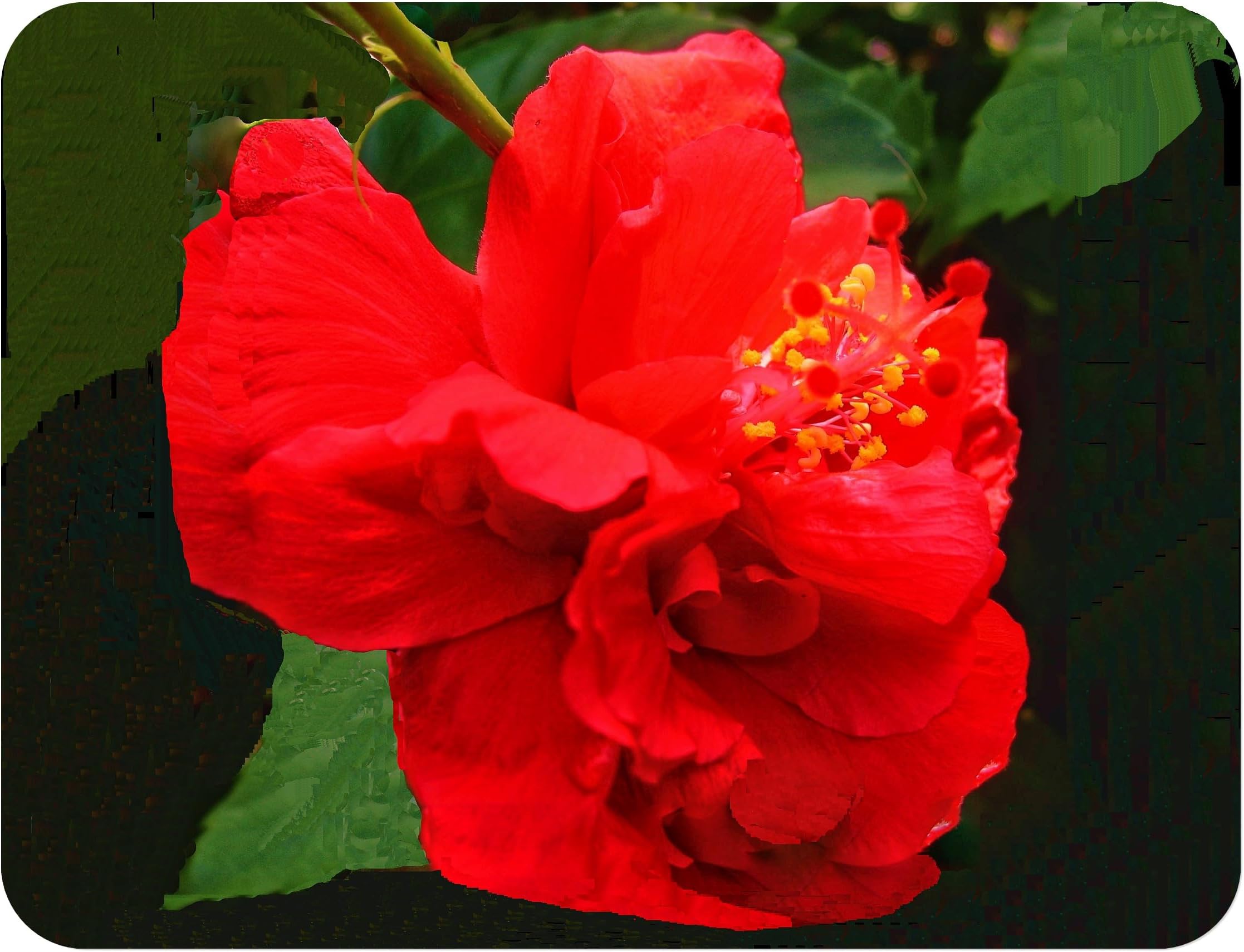 Anderson's Double Red - Heirloom Tropical Hibiscus rosa-sinensis - Live Plant - Scarlet Flower - Emerald Goddess Gardens Starter Sz 4 Inch Pot