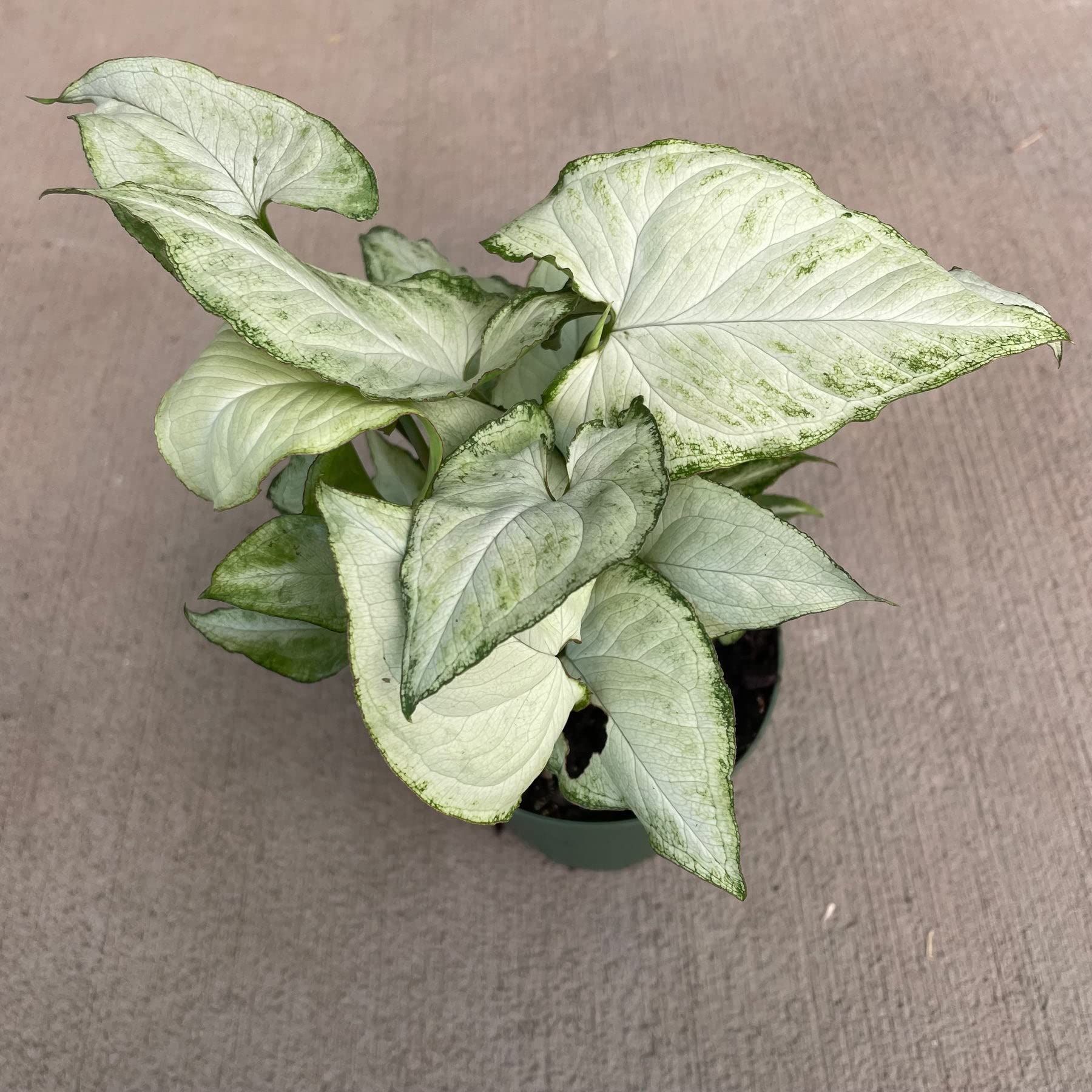 LITTLE JUNGLE Syngonium Holly - Healthy Live Plants with White Pots, Air Purifying Plant, Indoor Plants with pots for home (B0BLHXNNC9) Amazon Price History, Amazon Price Tracker